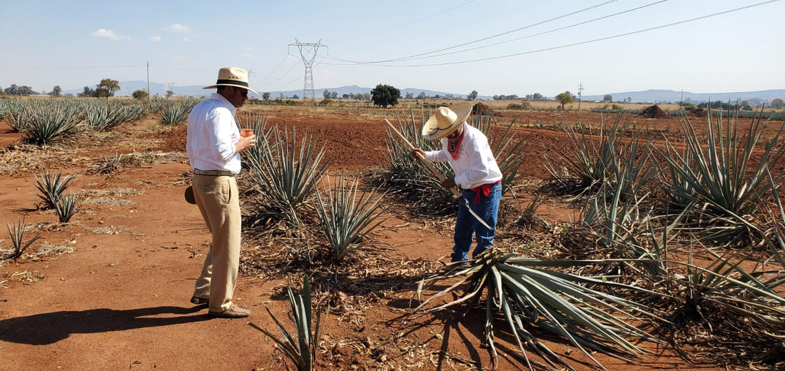 BHAKTA Spirits: Pursuing Unique Tequila in Mexico